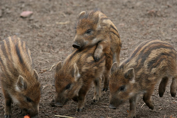 playing wild baby boar