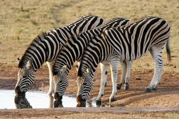 Obraz na płótnie Canvas Formacja Zebra