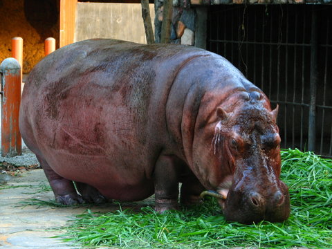 Hippo Eating Grass at the Zoo
