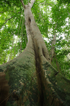arbre fromager