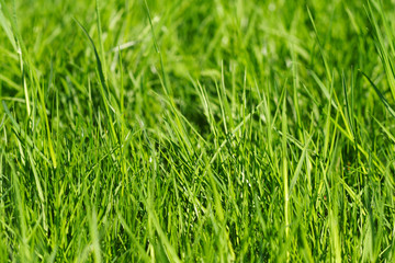 Fototapeta premium grass background