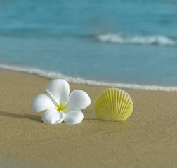 Fototapeta na wymiar flower and shell on the beach