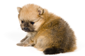 The puppy of the spitz-dog in studio