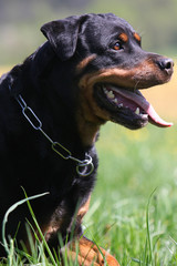 tête de rottweiler de profil,machoire ouverte