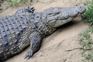 Krokodil 001