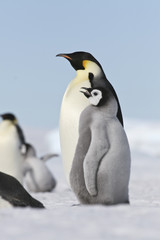 Fototapeta na wymiar Emperor penguins