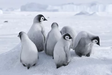 Zelfklevend Fotobehang Pinguïn keizerpinguins