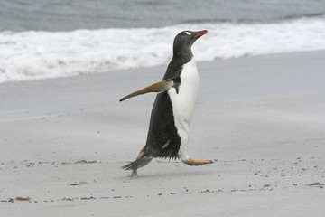 Gentoo penguin walking on the beach