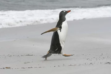 Poster Gentoo penguin walking on the beach © Gentoo Multimedia
