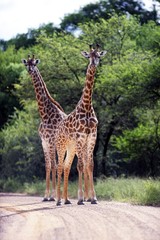 Giraffe 005