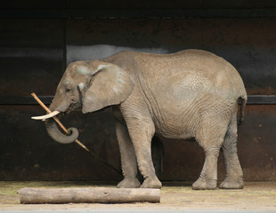 Elephant 2