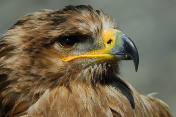 steppe eagle