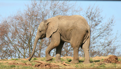 Fototapeta na wymiar Baby elephant 4