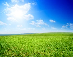 Fototapeta premium field of summer green grass