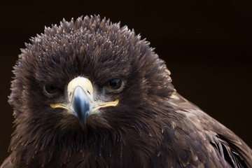 Adler