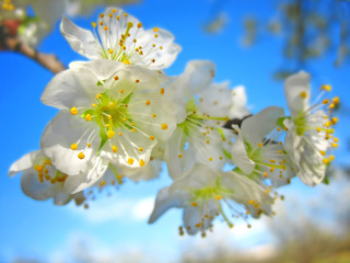 Spring flowers on blue sky