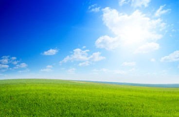 Fototapeta premium field