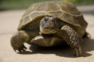 Landschildkröte