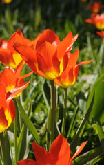 Tulpen