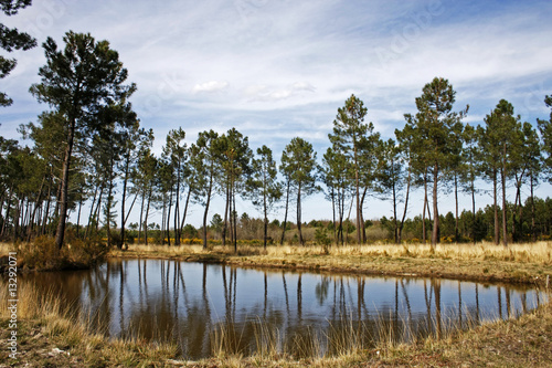 paysage des landes - Image