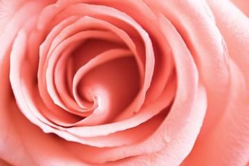 Beautiful pink rose, close up