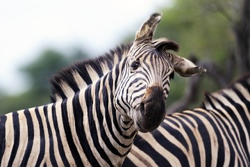 Fototapeta na wymiar Zebra 002