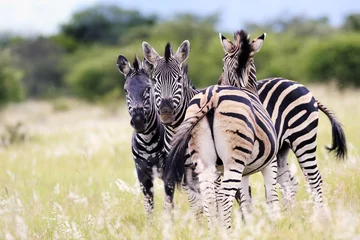 Foto op Canvas Zebra 018 © Foto - Resi