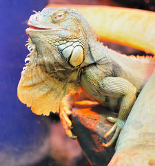 iguana