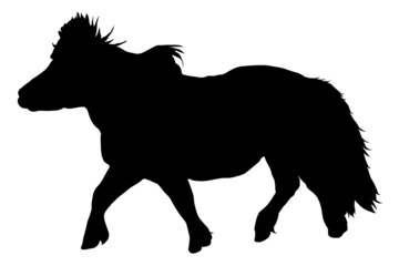 Shetland Pony