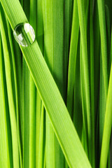 Drops on a grass