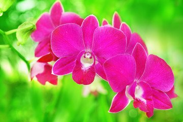 Pink orchid