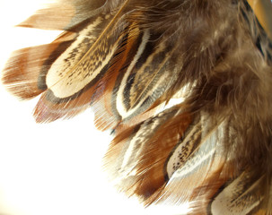 brown plume isolated on a white background