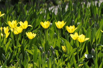 Tulpen