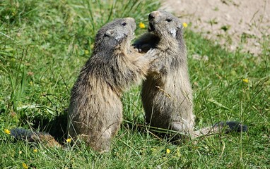 Fototapeta premium marmotte