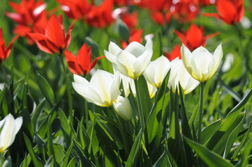 Tulpen