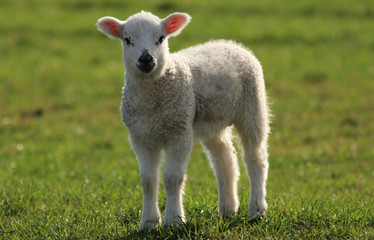 Spring Lamb