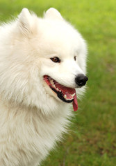 samoyed dog