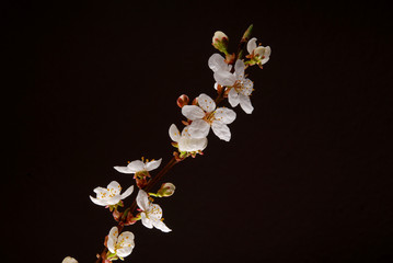white blooms against black background