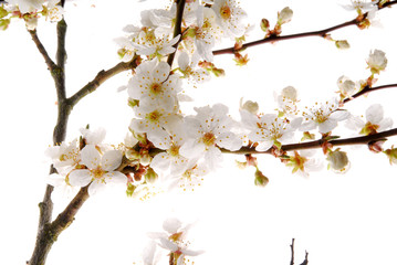 white bloom
