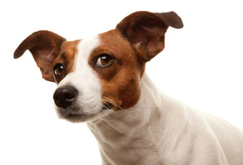 Expressive Jack Russell Terrier - obrazy, fototapety, plakaty