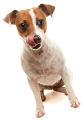 Jack Russell Terrier Licks it's Lips
