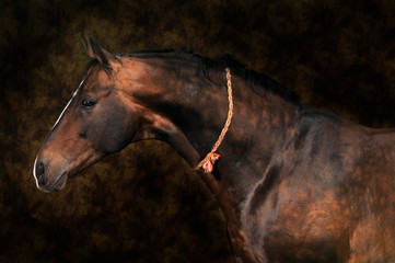 Obraz premium akhal teke