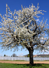 Naklejka premium Baum im Frühling