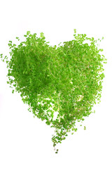 Herb in the form of heart
