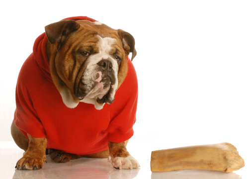 english bulldog in red sweater sitting beside a large bone