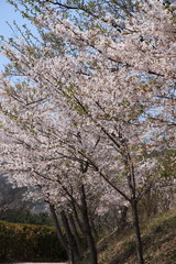 Fototapeta premium Kirschbäume in Korea