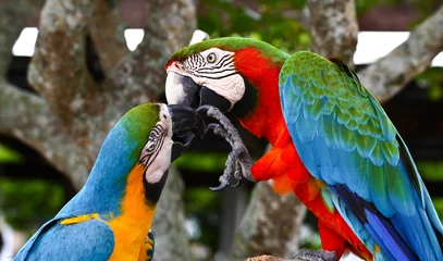 Foto op Plexiglas speaking parrot closeup © Gary