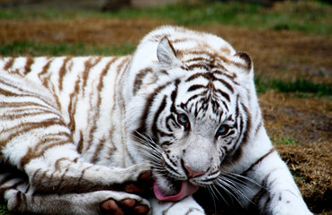 Fototapeta na wymiar Biały tygrys zbliżenie