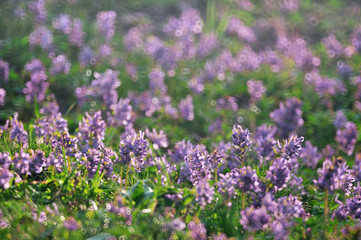 Obraz premium Early spring flowers