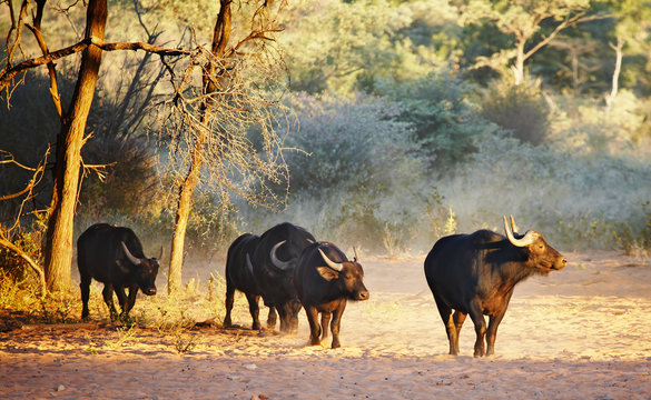 Herd of buffaloes in african savanna, Namibia